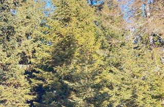 Gewerbeimmobilie kaufen in 8762 Gföllgraben, 16 ha Wald I 4 ha Huttweide in Pölstal