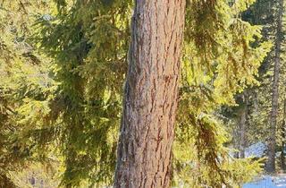 Gewerbeimmobilie kaufen in 8762 Gföllgraben, 10 ha Wald Lachtal