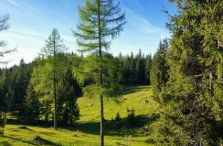 Grundstück zu kaufen in 8762 Oberzeiring, 20 ha Wald nahe Möderbrugg