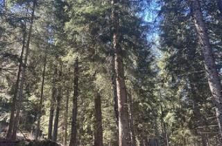 Grundstück zu kaufen in 8762 Oberzeiring, 20 ha Wald Murtal