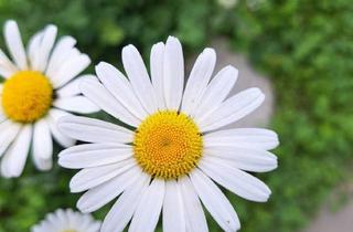 Wohnung mieten in Bahnhof, 8403 Lebring, Garconniere um 450, Euro in Lebring