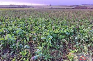 Gewerbeimmobilie kaufen in 2464 Göttlesbrunn, Top Lage - Top Bonität - Top Fläche!