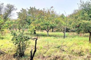 Grundstück zu kaufen in Weinberge, 7122 Gols, Baugrund in den Golser Weinbergen