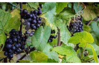 Wohnung kaufen in 2511 Pfaffstätten, Altbau trifft Moderne