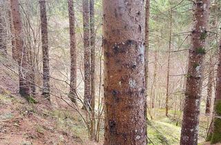 Immobilie kaufen in 9344 Weitensfeld, Wald im Gurktal (Provisionsfrei)