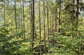 Grundstück zu kaufen in 8614 Sankt Erhard, 20 ha Forst mit top Holzbonitäten