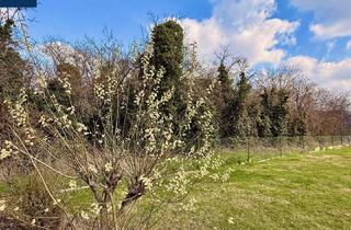 Grundstück zu kaufen in 3591 Altenburg, Baugrundstück in Altenburg – ruhige Wohnlage nahe Horn im Waldviertel