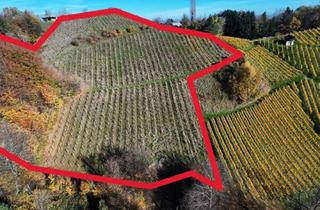 Immobilie kaufen in Weinstraße, 8462 Gamlitz, Weingarten mit Landwirtschaft in Kranach, Gemeinde Gamlitz ( Zone Iii )