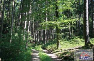 Gewerbeimmobilie kaufen in 3270 Scheibbs, Bezirk Scheibbs: Ca. 34 ha erntereifer Wald!