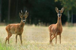 Gewerbeimmobilie kaufen in 8844 Rinegg, Arrondierter Bergbauernbetrieb mit rund 135 ha Eigenjagd im Murauer Hochalpengebiet