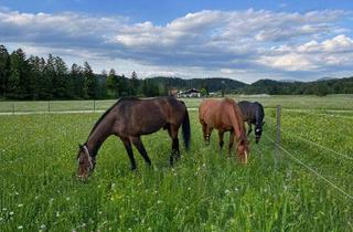 Haus kaufen in 9581 Mallenitzen, Naturparadies nähe Faaker See mit 12.000m² Grundstück