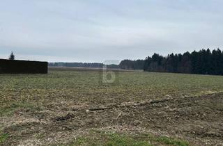 Grundstück zu kaufen in 8424 Gabersdorf, RUHIGE LAGE - ZUSÄTZLICHE FLÄCHEN MÖGLICH