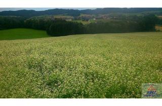 Grundstück zu kaufen in 3021 Pressbaum, Grünland mit Baulandanteil in Rekawinkel zu verkaufen!