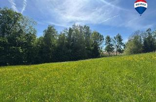 Grundstück zu kaufen in 4082 Aschach an der Donau, Attraktives Baugrundstück in idyllischer Waldrandlage | Am Sommerberg, Aschach an der Donau | Ohne Bauzwang