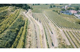 Gewerbeimmobilie kaufen in 3621 Mitterarnsdorf, WEINGARTEN IN AUSSICHTSLAGE IM WEINBAUGEBIET WACHAU - WEINGARTEN, LANDWIRTSCHAFTLICHE FLÄCHEN - GRUNDSTÜCK IN DER WACHAU - KEIN BAUGRUNDSTÜCK!
