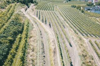 Grundstück zu kaufen in 3621 Mitterarnsdorf, Weingarten in Aussichtslage im Weinbaugebiet Wachau - Weingarten, Landwirtschaftliche Flächen - Grundstück in der Wachau - Kein Baugrundstück!