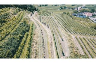 Grundstück zu kaufen in 3621 Mitterarnsdorf, WEINGARTEN IN AUSSICHTSLAGE IM WEINBAUGEBIET WACHAU - WEINGARTEN, LANDWIRTSCHAFTLICHE FLÄCHEN - GRUNDSTÜCK IN DER WACHAU - KEIN BAUGRUNDSTÜCK!