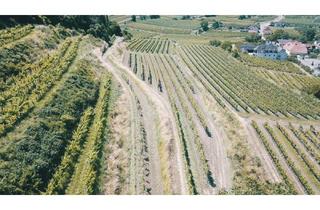 Gewerbeimmobilie kaufen in 3621 Mitterarnsdorf, WEINGARTEN IN AUSSICHTSLAGE IM WEINBAUGEBIET WACHAU - WEINGARTEN, LANDWIRTSCHAFTLICHE FLÄCHEN - GRUNDSTÜCK IN DER WACHAU - KEIN BAUGRUNDSTÜCK!