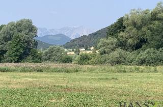 Grundstück zu kaufen in 2732 Willendorf, Großes Land- und Forstwirtschaftsgrundstück in Willendorf mit ertragreichem Boden