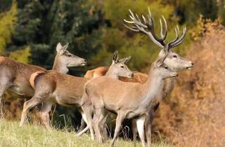 Immobilie kaufen in 8844 Rinegg, Arrondierter Bergbauernbetrieb mit Rund 135 Ha Eigenjagd im Murauer Hochalpengebiet