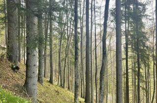 Gewerbeimmobilie kaufen in 8614 Sankt Erhard, 13 ha Wald als Wertanlage