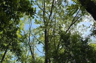 Grundstück zu kaufen in Wald, 3710 Ziersdorf, Waldgrundstück / Freizeitwald – 2.593 m² – nie wieder Brennholz kaufen !