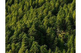Gewerbeimmobilie kaufen in 6465 Nassereith, Teilwald in Nassereith – Ein Naturjuwel zum Erwerb!