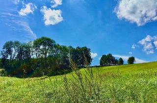 Grundstück zu kaufen in Aichetstraße, 4631 Haiding, HERRLICHE RUHELAGE MIT UNVERBAUBAREM BLICK INS GRÜNE!