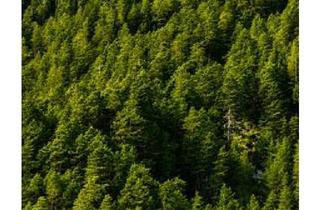 Gewerbeimmobilie kaufen in 6465 Nassereith, Teilwald in Nassereith – Ein Naturjuwel zum Erwerb!