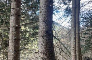 Gewerbeimmobilie kaufen in 8850 Murau, 5,2 ha Wald & landwirtschaftliche Nutzfläche nähe Murau zu verkaufen