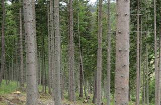 Gewerbeimmobilie kaufen in 8733 Sankt Marein bei Knittelfeld, 4,9 ha Wald in bester Lage