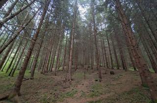 Gewerbeimmobilie kaufen in 9853 Gmünd, Waldfläche am Kalvarienberg bei Gmünd