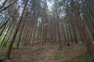 Immobilie kaufen in 9853 Gmünd, Waldfläche am Kalvarienberg bei Gmünd