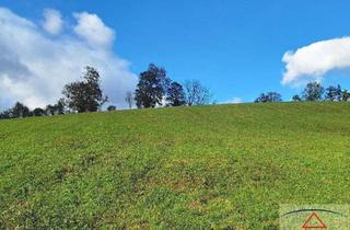 Grundstück zu kaufen in 8162 Passail, Wiesengrund: Möglichkeit für landwirtschaftlich nötige Gebäude (+ angrenzender Baugrund optional)!