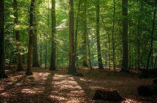 Gewerbeimmobilie kaufen in 7540 Güssing, Waldgrundstücke im Südburgenland