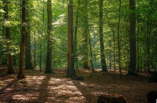 Grundstück zu kaufen in 7540 Güssing, Waldgrundstücke im Südburgenland
