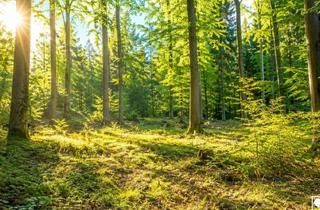 Grundstück zu kaufen in 3124 Oberwölbling, Waldgrundstück