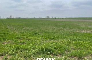 Gewerbeimmobilie kaufen in 7141 Podersdorf am See, Landwirtschaftliches Grundstück