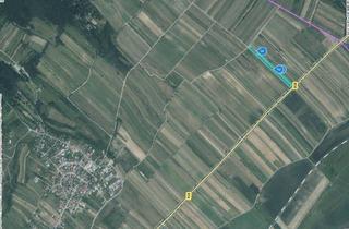 Immobilie kaufen in Purbach; Breitenbrunn, 7083 Purbach am Neusiedler See, Weinberg - 11.559 m² in Ausgezeichneter Lage zwischen Purbach und Breitenbrunn