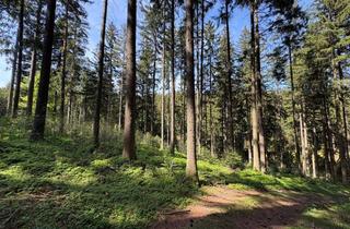 Grundstück zu kaufen in 4906 Eberschwang, Waldfläche in Eberschwang/Hausruckwald - ca. 25.126 m²
