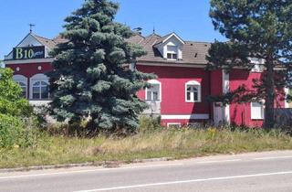 Haus kaufen in 2462 Wilfleinsdorf, ETABLISSEMENT mit aufrechter Betriebsanlagengenehmigung mit sehr guter Infrastruktur kann weitergeführt oder umgebaut werden, optimal auch für WOHNEN AUF ZEIT