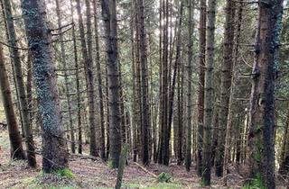 Gewerbeimmobilie kaufen in 9872 Millstatt am See, Schönes Waldgrundstück oberhalb des Millstätter Sees