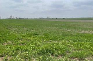 Gewerbeimmobilie kaufen in 7141 Podersdorf am See, Landwirtschaftliches Grundstück