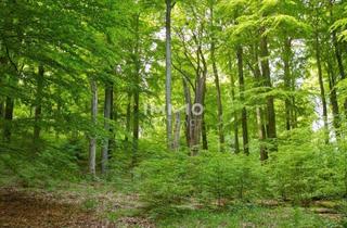 Gewerbeimmobilie kaufen in 8045 Weinitzen, WALD 13.000 m² GRAZ- WEINITZEN