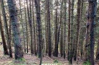 Agrarfläche kaufen in 9872 Millstatt am See, Schönes Waldgrundstück oberhalb des Millstätter Sees