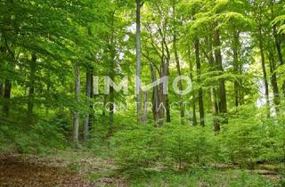 Agrarfläche kaufen in 8045 Graz, WALD 13.000 m² GRAZ- WEINITZEN
