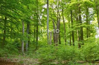Immobilie kaufen in 8045 Weinitzen, Wald 13.000 m² Graz- Weinitzen