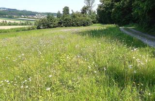 Grundstück zu kaufen in 8181 Sankt Ruprecht an der Raab, Traumhaftes Grundstück mit Fernblick