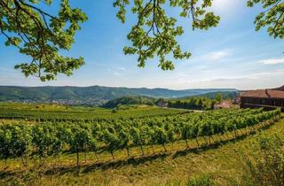 Gewerbeimmobilie kaufen in 3562 Mollands, Historischer Gewölbekeller mit Weingarten | 125 m² + 1.259 m² | Kamptal – Mollands, NÖ