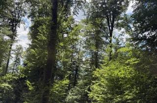 Agrarfläche kaufen in 8181 Sankt Ruprecht an der Raab, 9,2 ha Wald nahe Gleisdorf